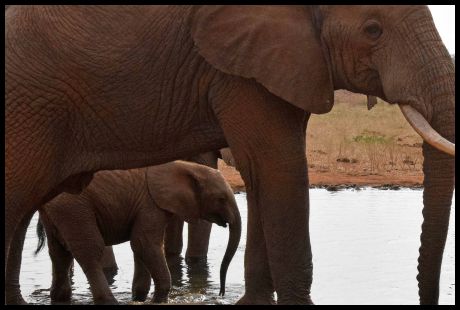 Elephants